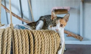 İzmir’de engelli kedilere sıcak bir yuva