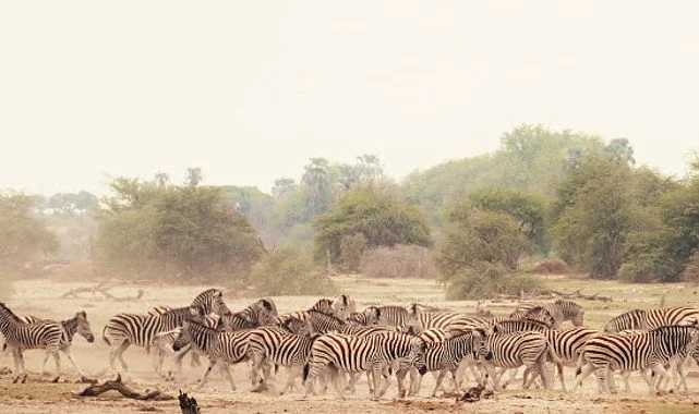Sinematik Görselliğiyle Büyüleyecek Olan   ‘Vahşi Doğanın Tozu’, 27 Eylül Pazar Saat 20.00’de   National Geographic WILD Ekranlarında İzleyicilerle Buluşuyor!