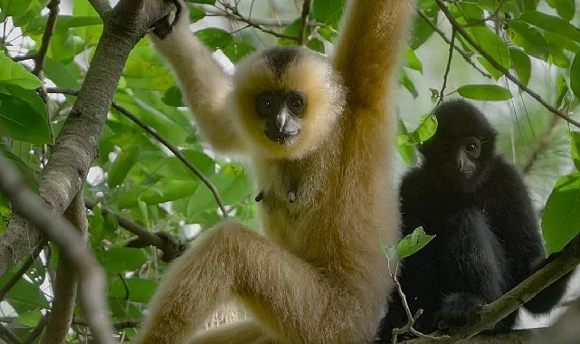 3 Bölümden Oluşan ‘Yağmur Ormanlarının Sesi’, 29 Ekim Perşembe Saat 20.00’de National Geographic WILD Ekranlarında İzleyicilerle Buluşuyor!
