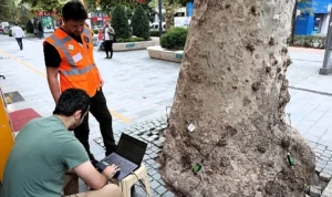 Asırlık ağaçlar tomografiyle korunacak