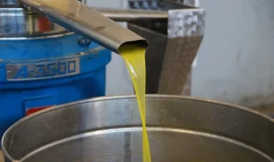 Burhaniye Belediyesi’nde Zeytin Hasadı Başladı