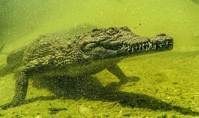 ‘Okavango’nun Vahşi Timsahları’,   4 Ekim Pazar Saat 20.00’de National Geographic WILD Ekranlarında!