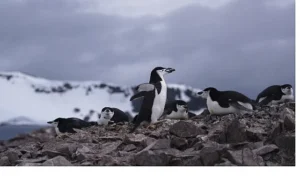 ‘Penguen Dünyası’,   7 Ekim Çarşamba Saat 20.00’de National Geographic WILD Ekranlarında!